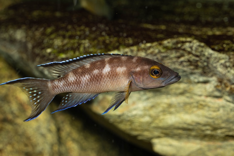 Neolamprologus buescheri 'Kasanga'